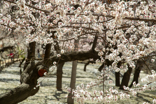 View of blooming apricot trees with white flowers and gnarled branches in an orchard in Altit, Gilgit, Pakistan.