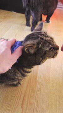Person POV of grooming cat fur at home with rubber brush