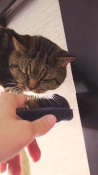 POV annoying cute British cat on climb tree at home