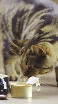 Cute British cat discover canned food