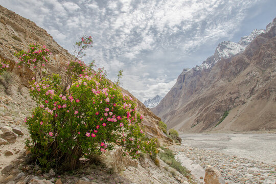 View of a pink flowering bush set against the rugged mountain terrain and glacial riverbed of the Karakoram range near K2 Base Camp, Gilgit, Pakistan.