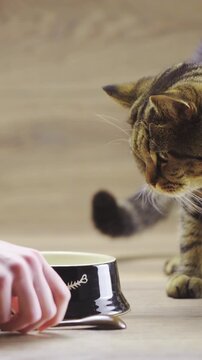 Giving big cat a canned wet food