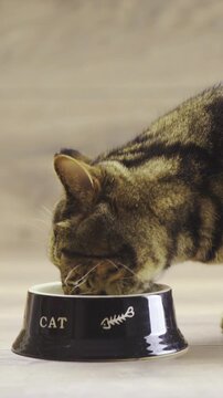 British cat with brown stripes eating from bowl