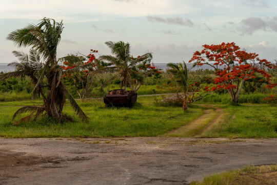 View of a rusted military vehicle in a grassy field at North Field Base, with palm trees and blooming flamboyant trees in Northern Tinian, Tinian, Northern Mariana Islands.