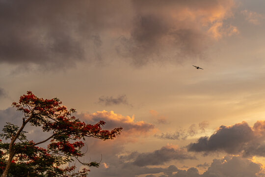 View of a military cargo airplane flying through a dramatic sunset sky above the historic North Field Base with a flowering tree in Northern Tinian, Tinian, Northern Mariana Islands.