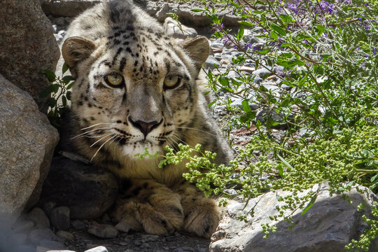 View of a snow leopard resting among rocky terrain and green vegetation in Lahaul and Spiti, Himachal Pradesh, India.