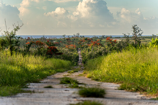 View of perimeter road around North Field Base with a path through lush vegetation, red flame tree flowers, and a cloudy sky in Northern Tinian, Tinian, Northern Mariana Islands.