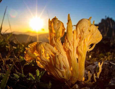 Yellow coral mushroom ramaria growing on ground during a beautiful mountain sunrise