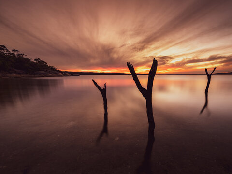 View of dead trees standing in the calm water at sunset with a vibrant orange sky and reflections in Vancouver Peninsula, Western Australia, Australia.