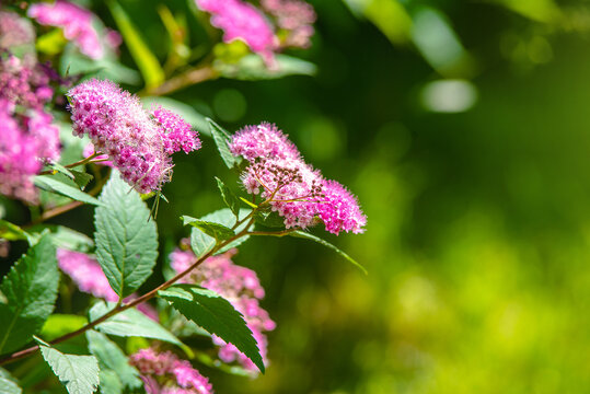 Japanese meadowsweet on a green natural background