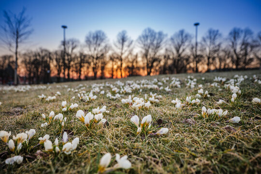 View of white crocuses blooming in a park in Riga, Latvia.