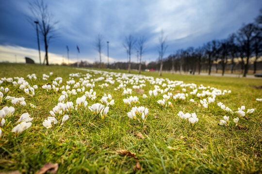 View of white crocuses blooming in the grass at Uzvaras Park with trees under a cloudy sky in Riga, Latvia.