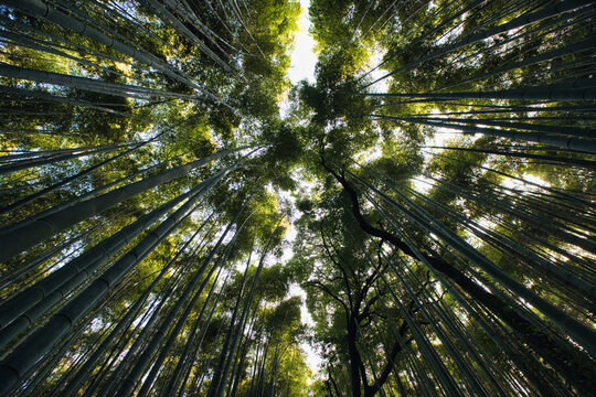 View of Arashiyama Bamboo Forest with tall green bamboo stalks reaching towards the sky, sunlight filtering through the dense canopy in Kyoto, Kyoto, Japan.