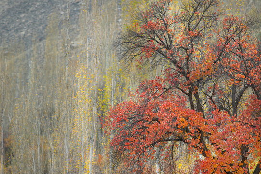 View of vibrant autumn foliage with red and yellow leaves on trees against a mountain backdrop in Hunza Nagar, Gilgit, Pakistan.