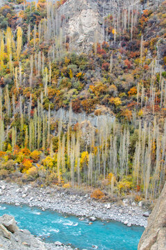 View of the Hunza River flowing through a valley with vibrant autumn foliage, tall poplar trees, and rocky mountain slopes in Hunza Nagar, Gilgit, Pakistan.