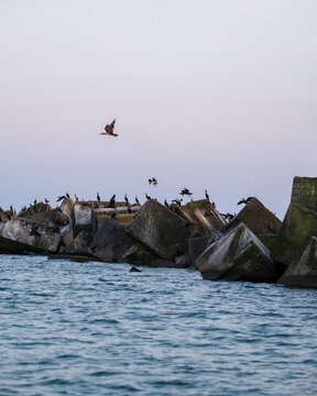View of cormorants perched on concrete breakwater blocks in the Baltic Sea at Liepaja, Latvia.