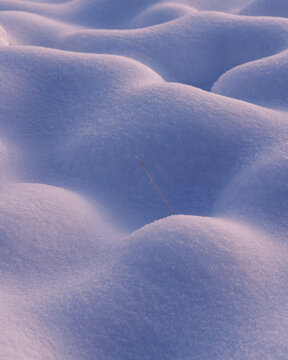View of snow-covered dunes and a single blade of grass in Kampinos National Park, Masovian Voivodeship, Poland.
