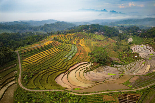 Aerial view of Ngendrosari rice terraces with lush green and golden crops, winding rural roads, and misty mountains in the background in Kajoran, Central Java, Indonesia.