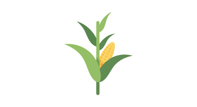 A simple flat vector illustration of a single green corn stalk with a yellow cob