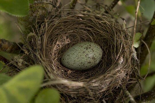Single cuckoo egg lying in a nest belonging to a smaller bird.