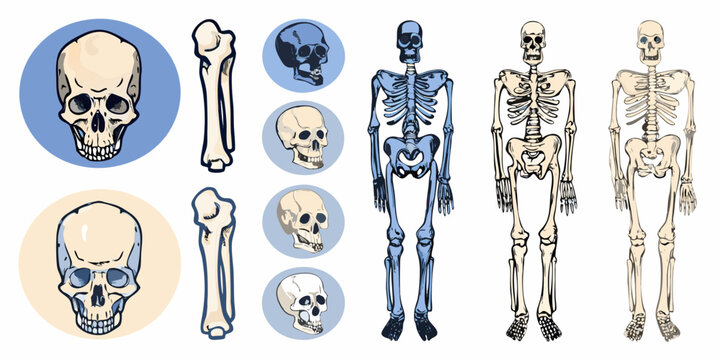 Skeletal system diagrams and anatomical illustrations hand drawn style