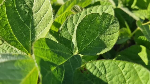 Fresh green soybean shoots growing in open ground.  Young soybean shoots in an agricultural field close-up. Camera movement among young soybean leaves. Green soybean field, selective focus