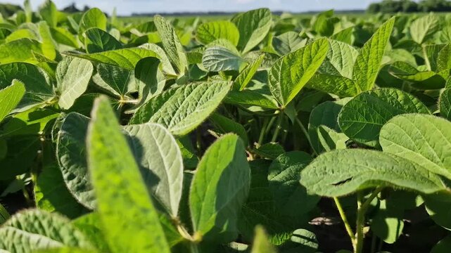Fresh green soybean shoots growing in open ground.  Young soybean shoots in an agricultural field close-up. Camera movement among young soybean leaves. Green soybean field, selective focus