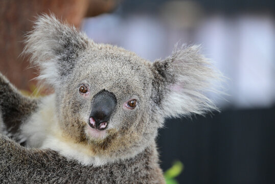 Koala colgado de un &aacute;rbol