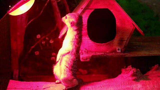 Curious suricate standing on hind legs, looking around its enclosure under a red heating lamp