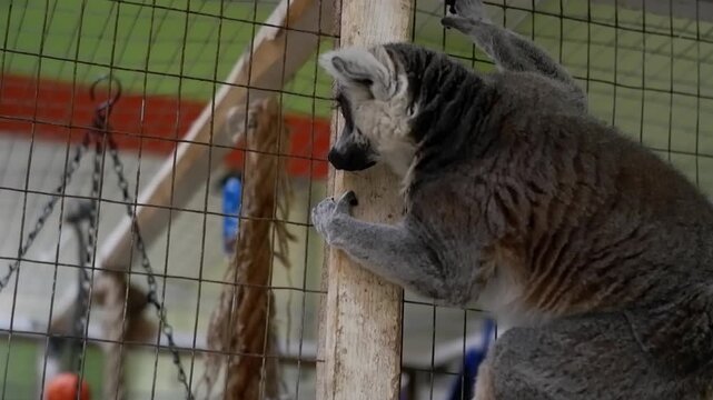 Playful ring-tailed lemur with big orange eyes climbing inside its enclosure at the zoo