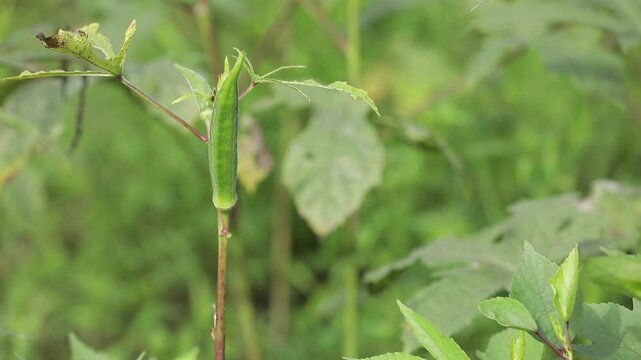 Green Okra (Lady Finger) Growing in Agricultural Field, Organic Vegetable Farming in India.