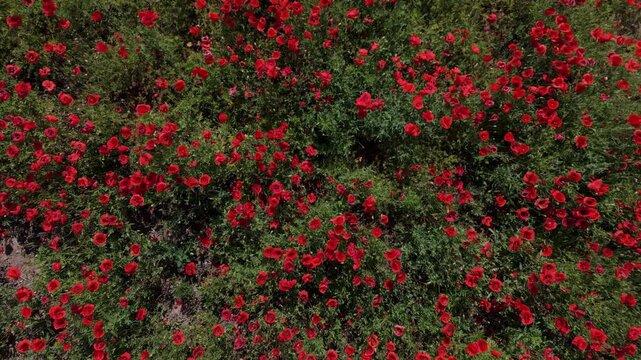 Endless meadow of flowering poppies glows red under sunshine as insects fly above blossoms across the field