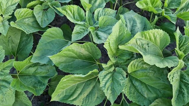 Young sunflower crops in the field. Rows of young sunflower plants with rich green leaves in a farm field. Agricultural industry, growing oilseeds. Agricultural sunflower field