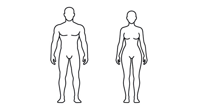 Human male and female body silhouette outlines in front view