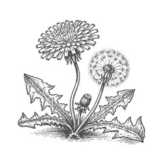 Dandelion plant with seed head and bud. Vintage woodcut engraving style vector illustration. © RetroVector