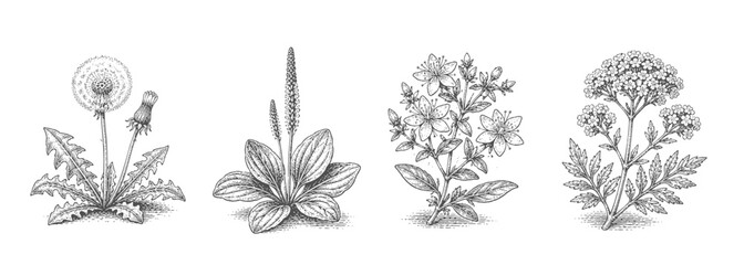 Medicinal herbs. Vintage woodcut engraving style vector illustration. © RetroVector