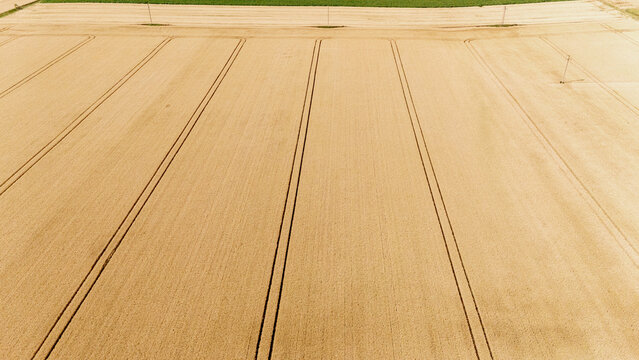 Aerial view of golden wheat field with parallel tractor tracks under bright daylight Sremska Mitrovica, Serbia.