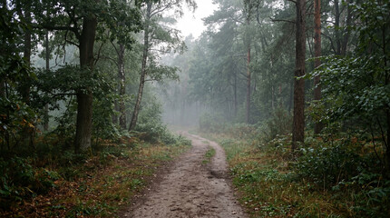 Obraz premium Foggy Early Morning Dirt Running Trail In Serene Empty Park With Low Mist Ground Scenery