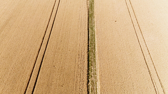 Aerial view of a golden wheat field with parallel tractor tracks and a central green path in Sremska Mitrovica, Serbia.