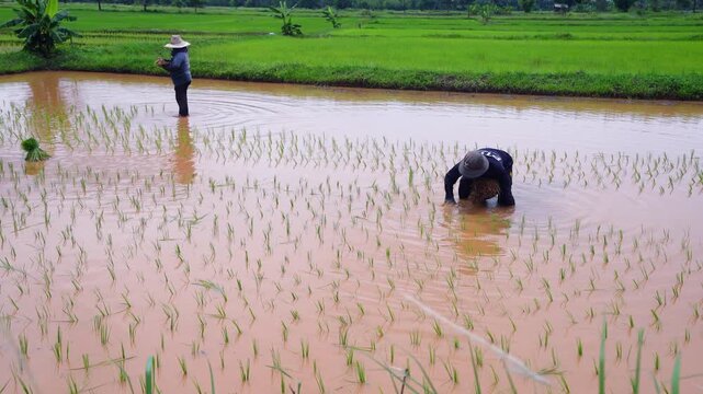 NAKHON PHANOM, THAILAND-JUNE 16,2026:Farmers are planting rice seedlings in a paddy field in northeastern Thailand.