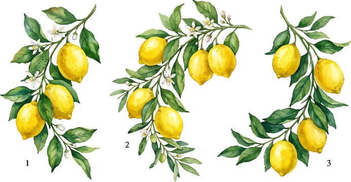 Watercolor lemon branches with green leaves and white blossoms set for botanical design and food packaging illustration