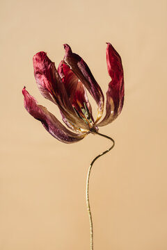 Deep burgundy tulip flower with curved stem on neutral beige background