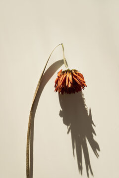 Orange gerbera flower casting dramatic shadow on neutral background