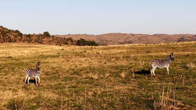 Aerial view of two zebras grazing in the vast grassy savanna with rolling hills under a clear sky Waterberg District Municipality, Limpopo, South Africa.