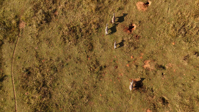 Aerial view of zebras walking across the dry grassy savanna with visible animal burrows and long shadows in Waterberg District Municipality, Limpopo, South Africa.