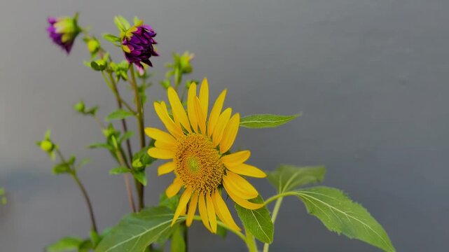 Yellow flower of sunflower and purple buds of Dahlia