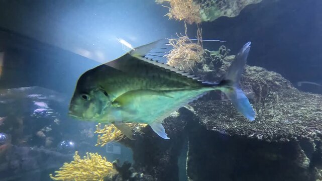 Side profile of diamond trevally fish swimming in marine aquarium.

