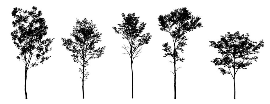 street trees acer pseudoplatanus alnus glutinosa ulmus pumila castanea sativa quercus robur silhouettes (maple, alder, elm, chestnut, oak) isolated premium vector image, black shapes