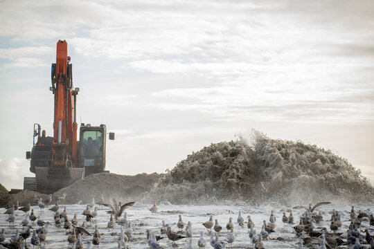 View of an excavator working on beach nourishment with sand spraying from a pipeline and a flock of seagulls on the shore in Vejlby, Denmark.