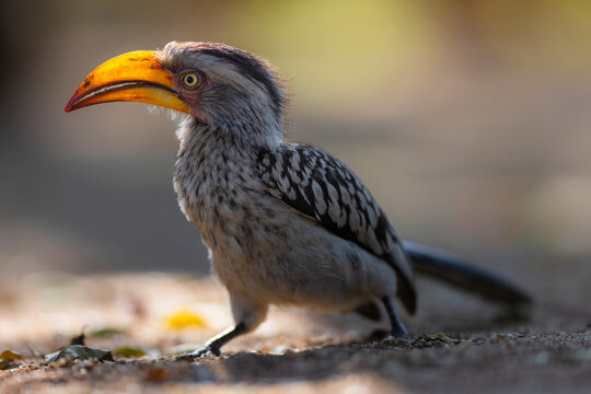 View of a Southern Yellow-billed Hornbill with its distinctive curved yellow beak and speckled plumage standing on the ground in Kruger Park, Mpumalanga, South Africa.